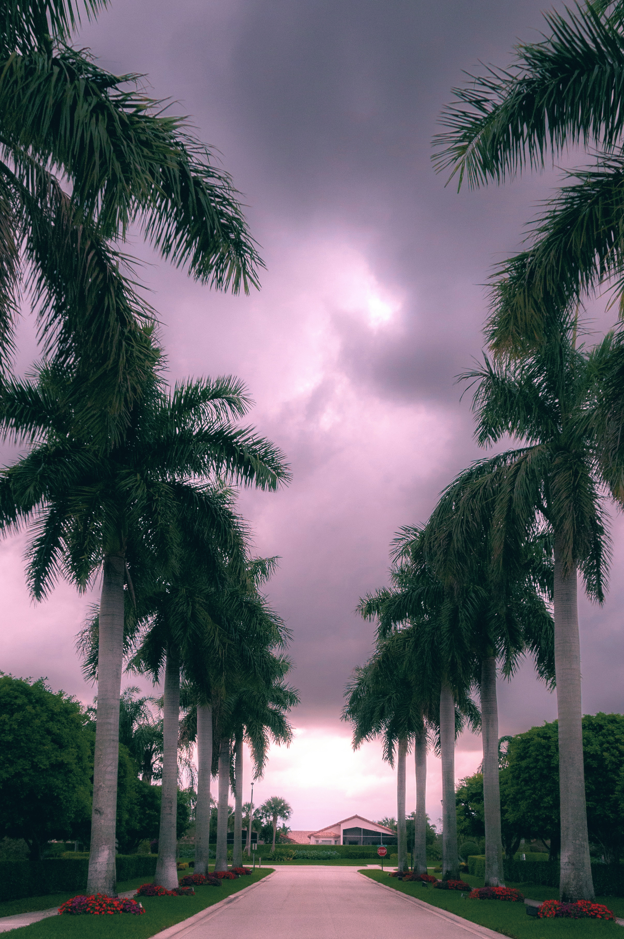 Real Deep Violet result on a palm-lined driveway.