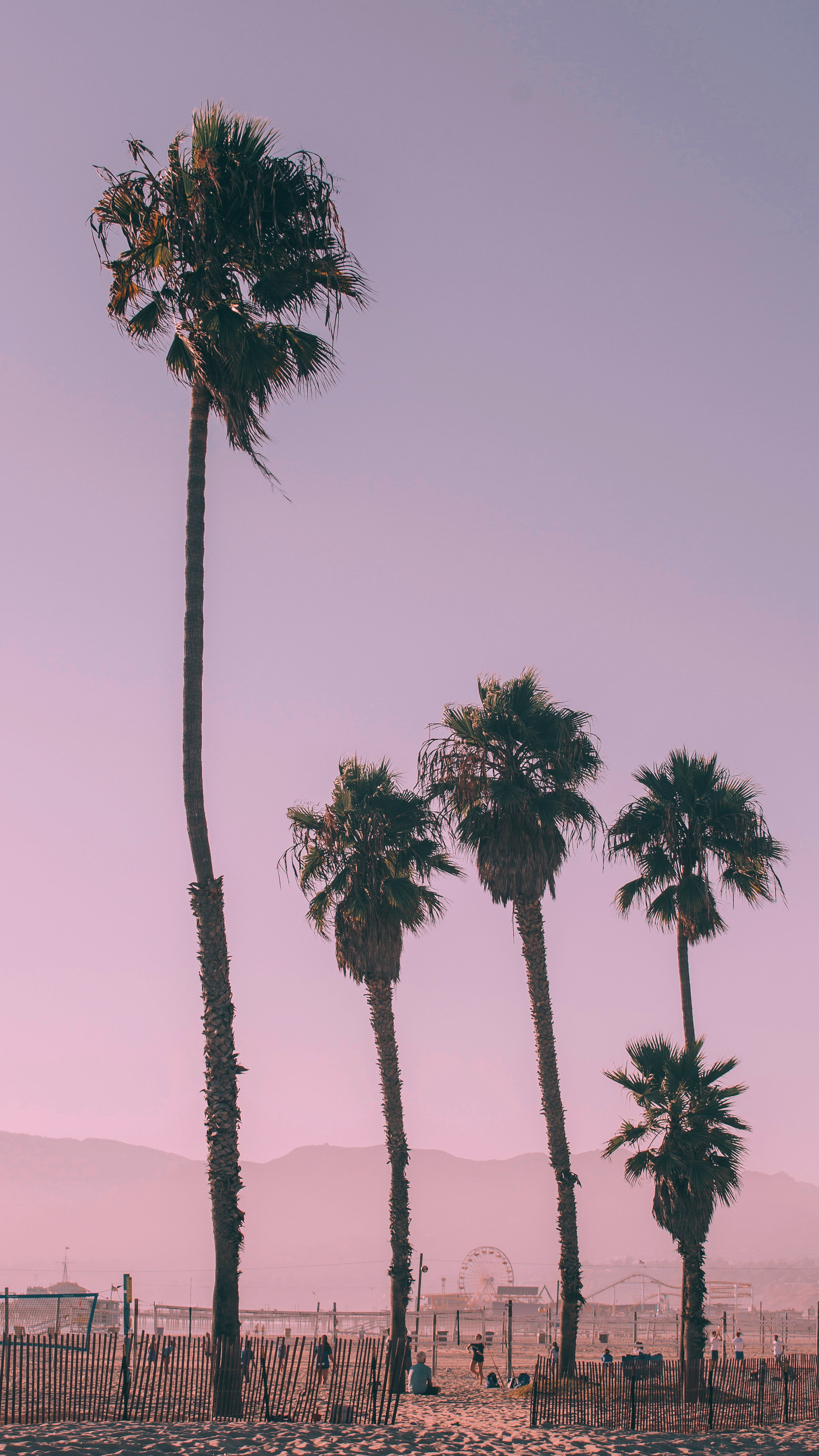 Real Deep Violet result on palms against a bright sky.